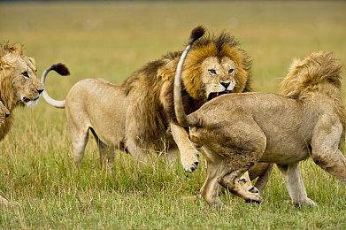 SS美少女麻将游戏《偶像雀士合集》登陆Switch